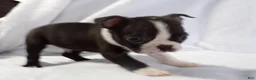 Boston Terrier dogs for sale: Little Guy AKC - Ad 3