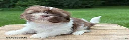 Shih Tzu dogs for sale: Baylee - Ad 3