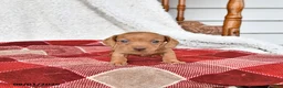 Miniature Dachshund dogs for sale: Jackson - Ad 3