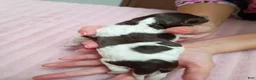 Brittany Spaniel dogs for sale: Brittany Spaniel 6 - Ad 3