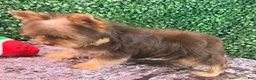Yorkiepoo dogs for sale: Charlie - Ad 3
