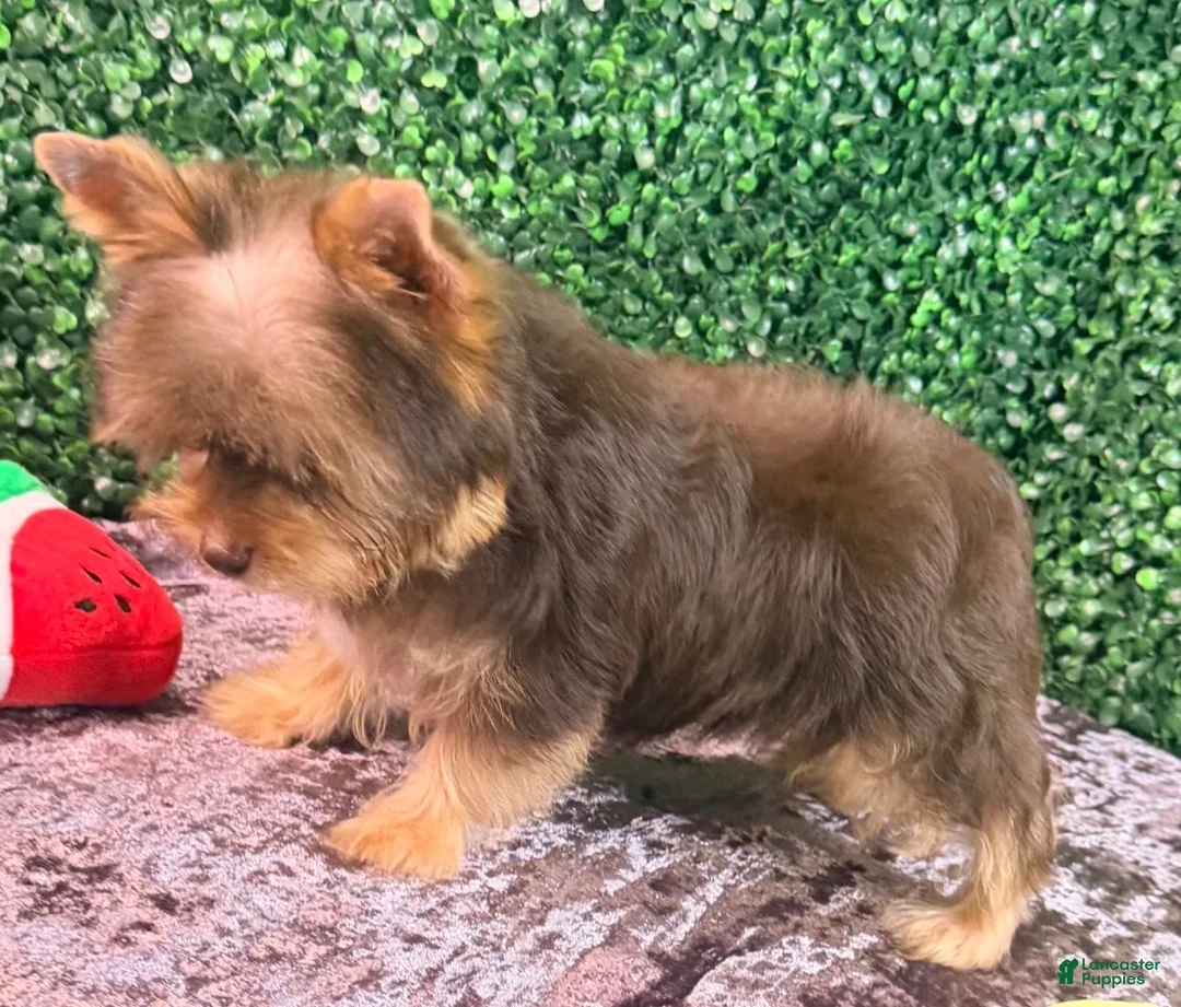 Yorkiepoo dogs for sale: Charlie - Ad 3