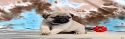 Pug dogs for sale: Carlos - Ad 4