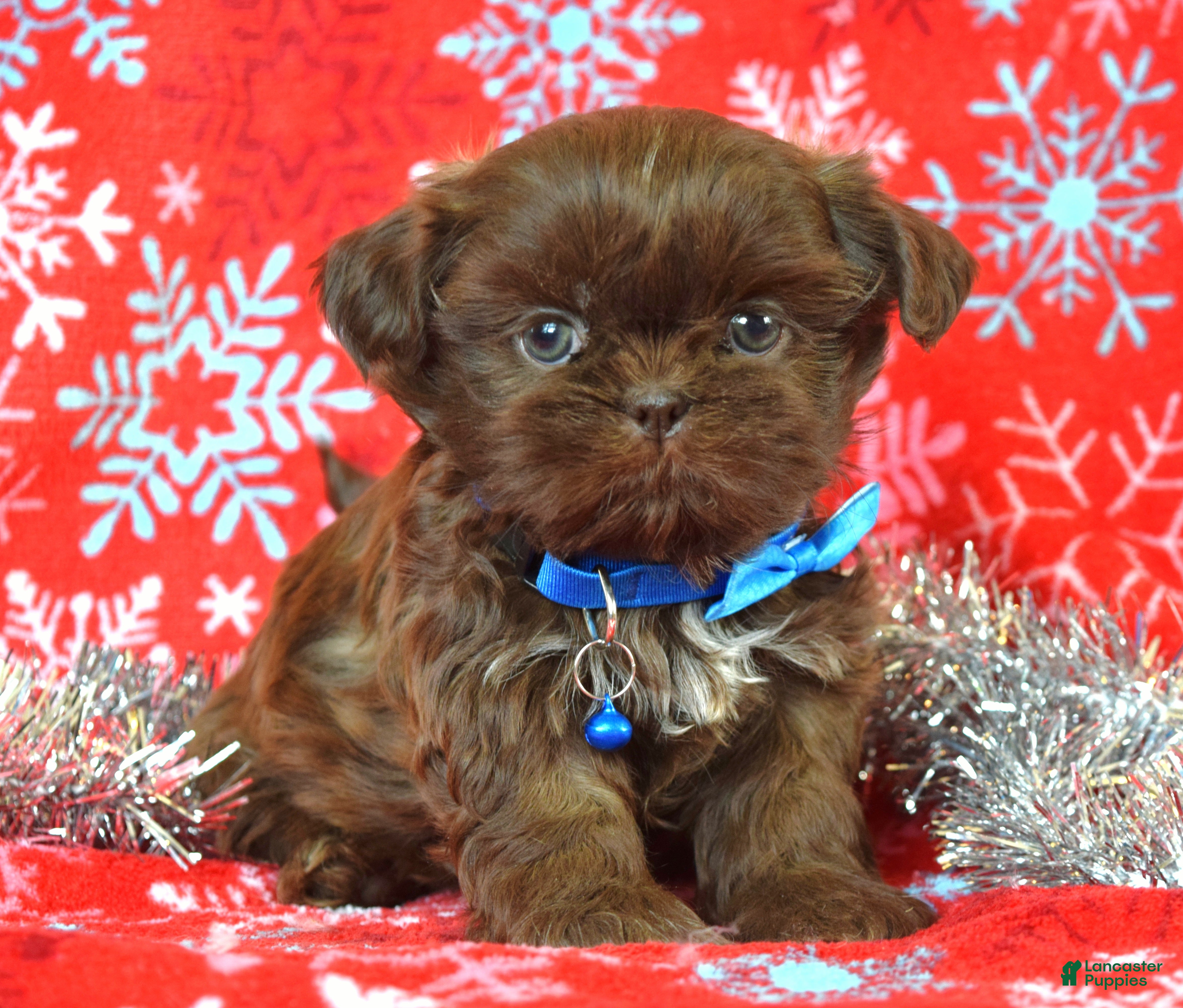 Shih Tzu dogs Cookie - Ad 36