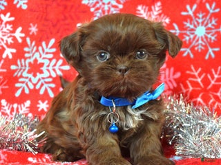 Shih Tzu dogs Cookie - Ad 36