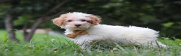 Yorkiepoo dogs for sale: Jackson - Ad 3
