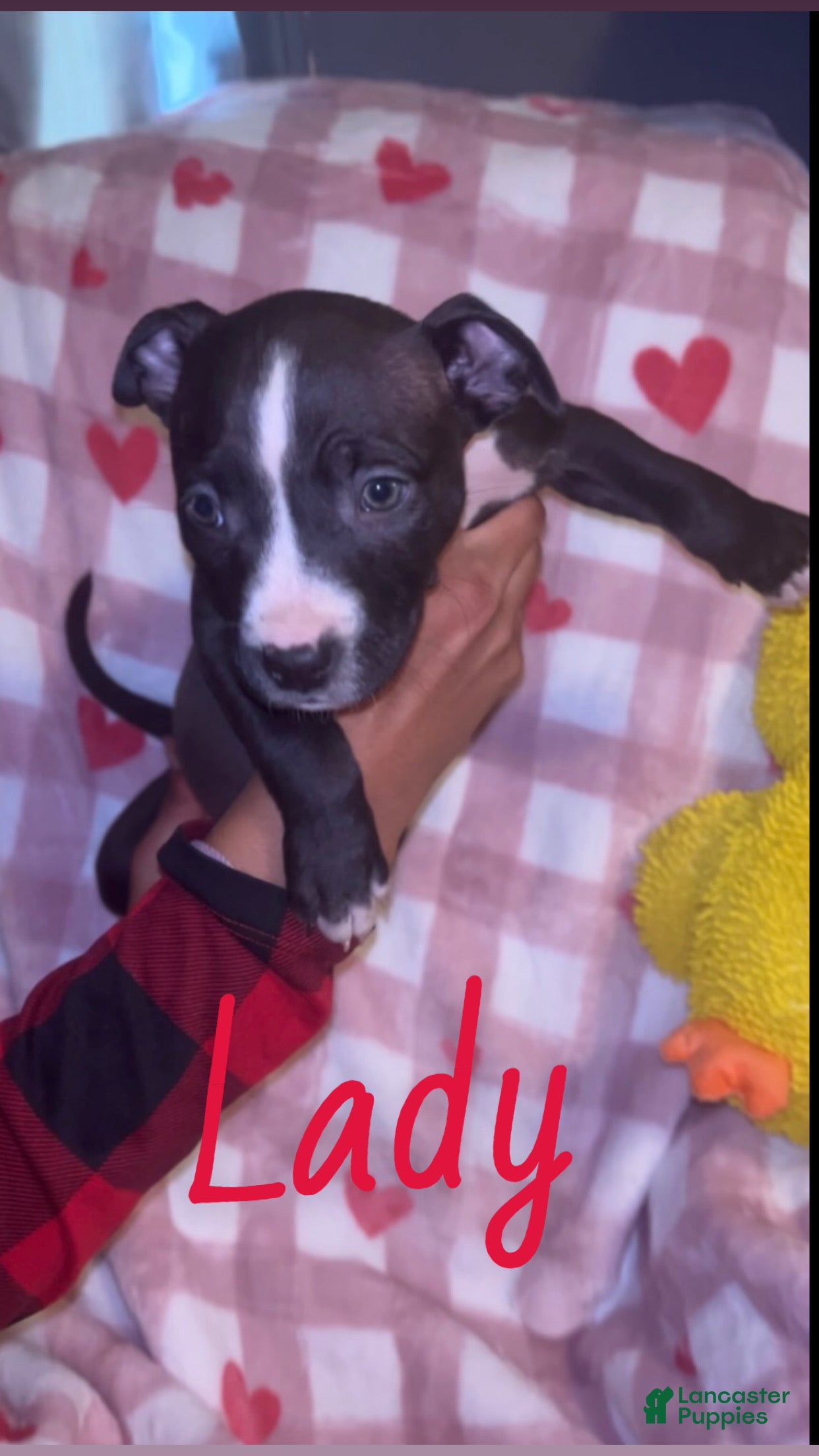 American Pit Bull Terrier dogs Lady  - Ad 1