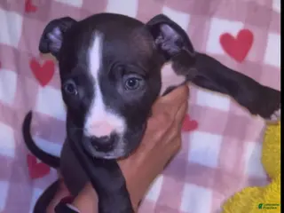 American Pit Bull Terrier dogs for sale: Lady - Ad 4