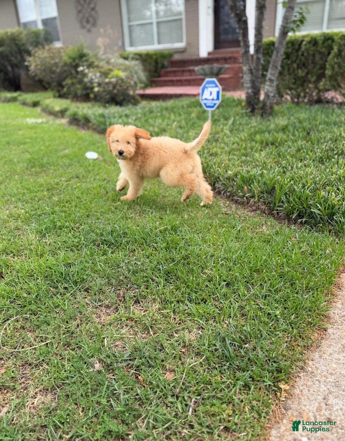 Goldendoodle dogs Goldendoodle Puppy 2 - Ad 1