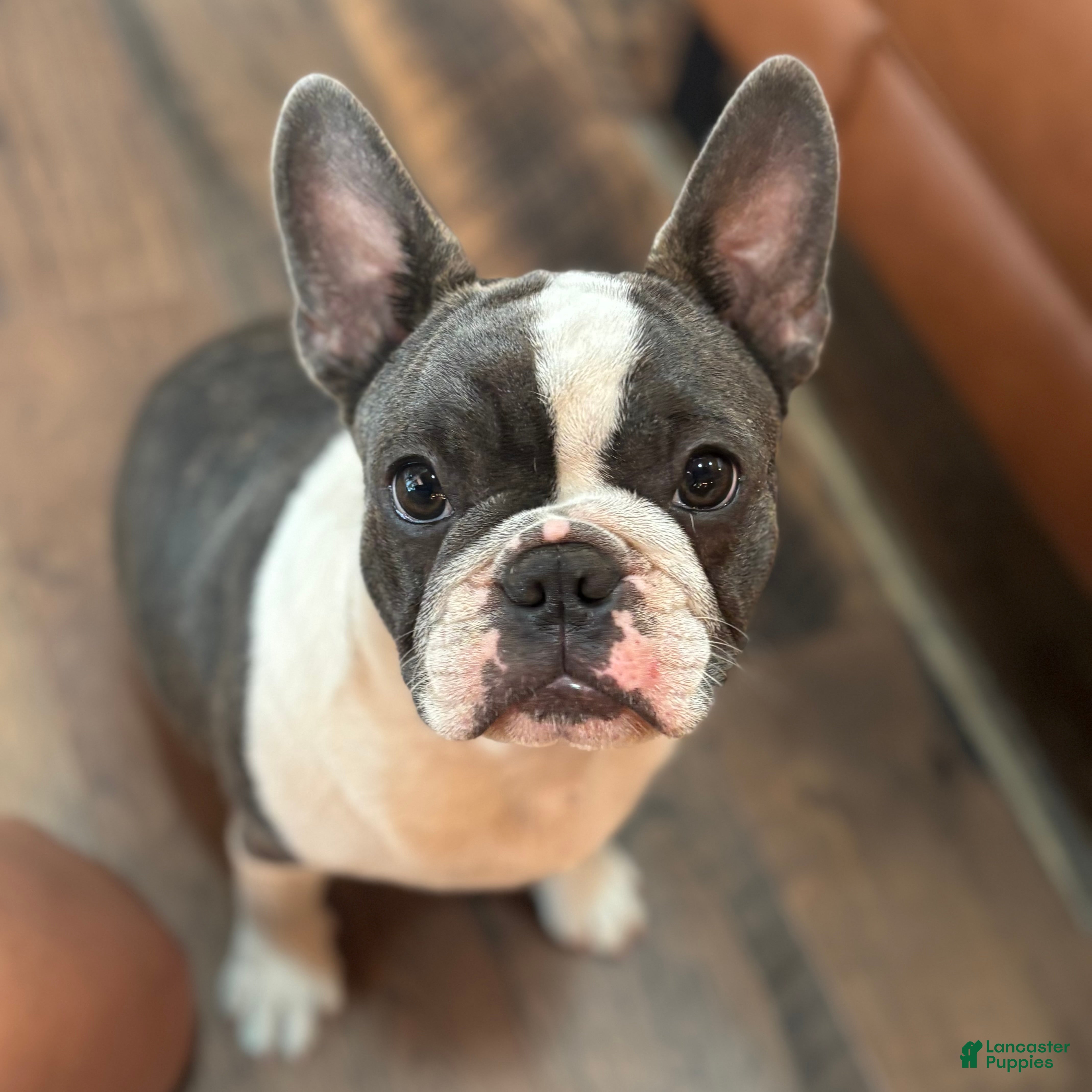 Frenchton dogs Pei Lei - Ad 17