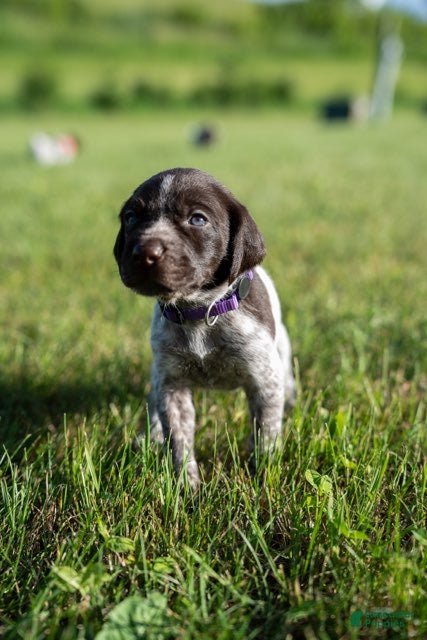 German Wirehaired Pointer dogs Girl 2 (Purple Collar) - Ad 4