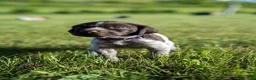 German Wirehaired Pointer dogs for sale: Girl 2 (Purple Collar) - Ad 1