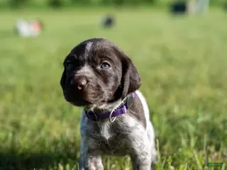German Wirehaired Pointer dogs Girl 2 (Purple Collar) - Ad 4