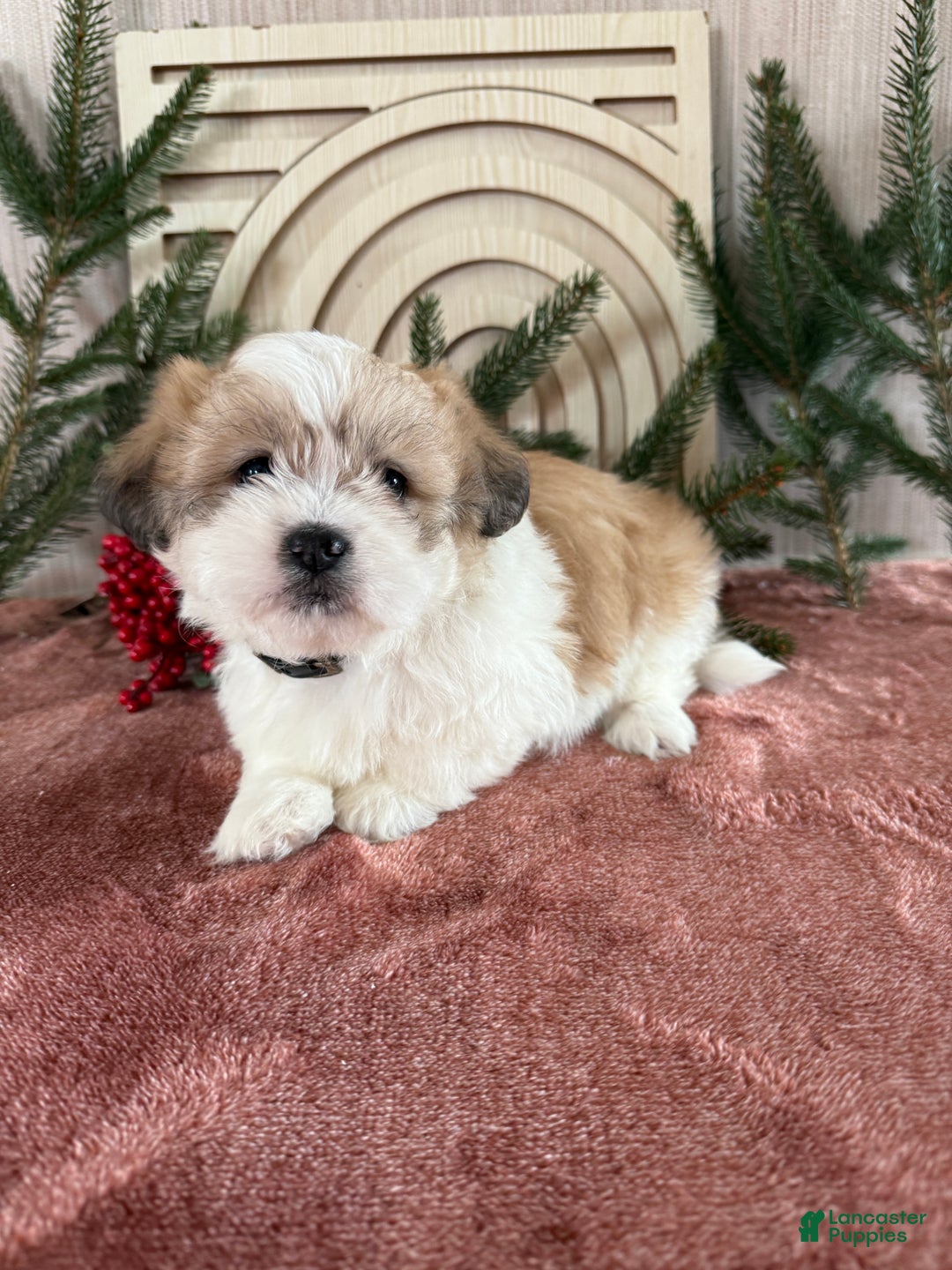 Teddy Bear dogs for sale: Sally - Ad 13