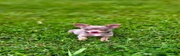 Chihuahua dogs for sale: Simba - Ad 3