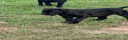 Cane Corso dogs for sale: Cane Corso 1 - Ad 10
