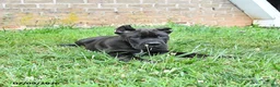 Cane Corso dogs for sale: Dune - Ad 3