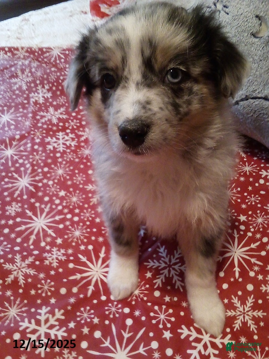 Miniature Australian Shepherd dogs Buckeye - Ad 9