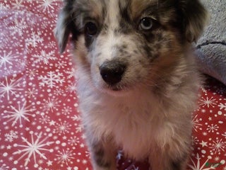Miniature Australian Shepherd dogs Buckeye - Ad 9