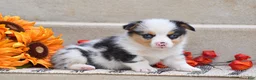 Welsh Corgi Pembroke dogs for sale: Tiger - Ad 4