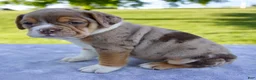 Beabull dogs for sale: Kody - Ad 4