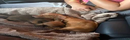 Dachshund dogs for sale: Dachshund 1 - Ad 2