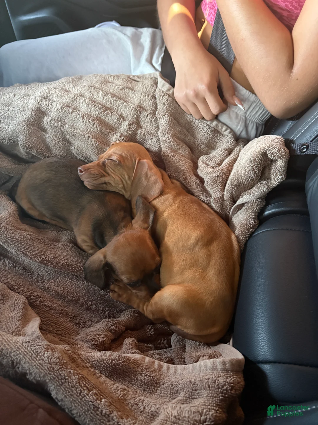 Dachshund dogs for sale: Dachshund 1 - Ad 2