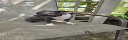 Boston Terrier dogs for sale: Cooper - Ad 5