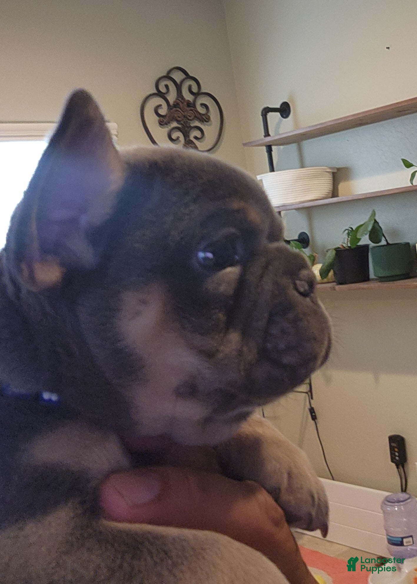 French Bulldog dogs French Bulldog Blue Pup - Ad 40