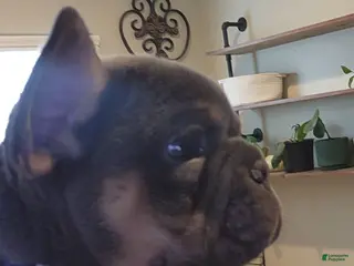 French Bulldog dogs French Bulldog Blue Pup - Ad 40