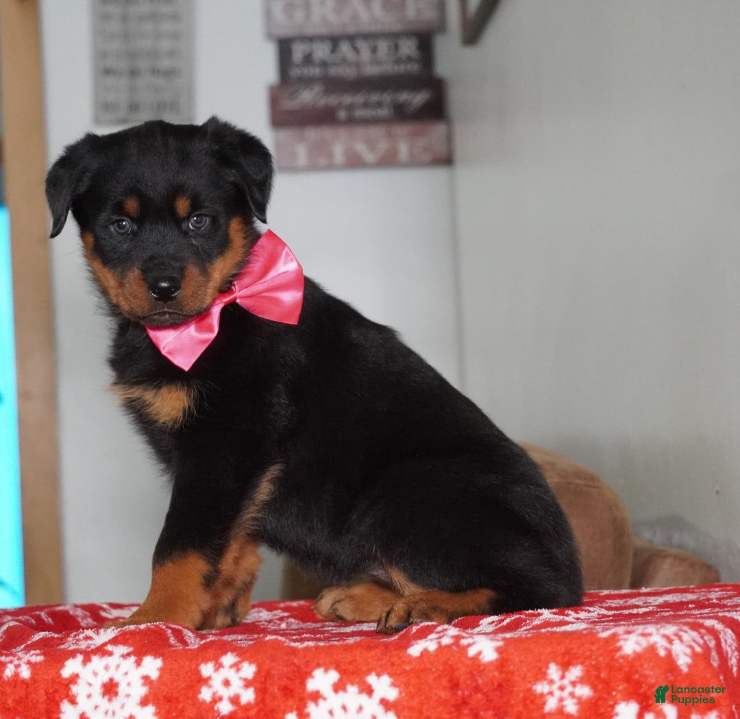 Rottweiler dogs for sale: Lola - Ad 1
