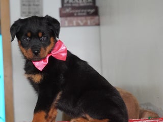 Rottweiler dogs Lola - Ad 42
