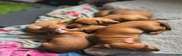 Miniature Dachshund dogs for sale: Frankie - Ad 12