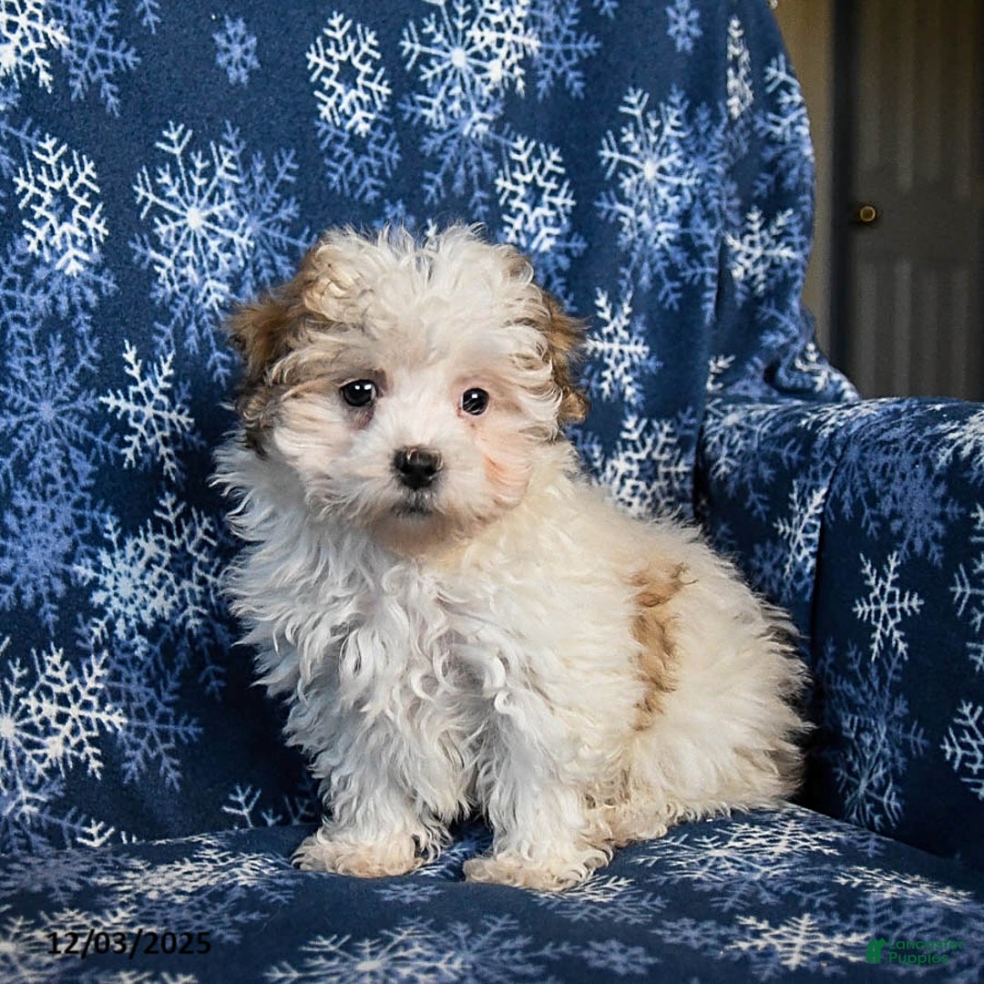 Malshi dogs for sale: Winnie - Ad 3