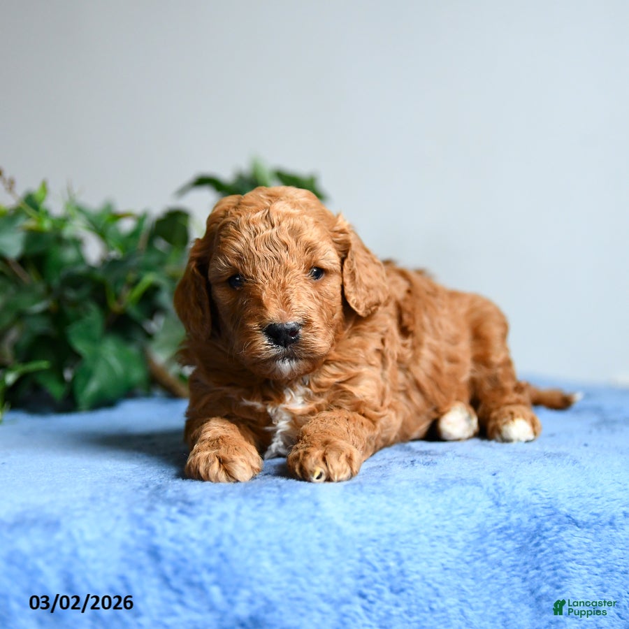 Cavapoo dogs Bo  - Ad 2
