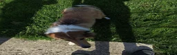 Collie dogs for sale: Tinkerbell - Ad 4