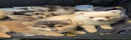 Pomsky dogs for sale: Merle boy - Ad 7