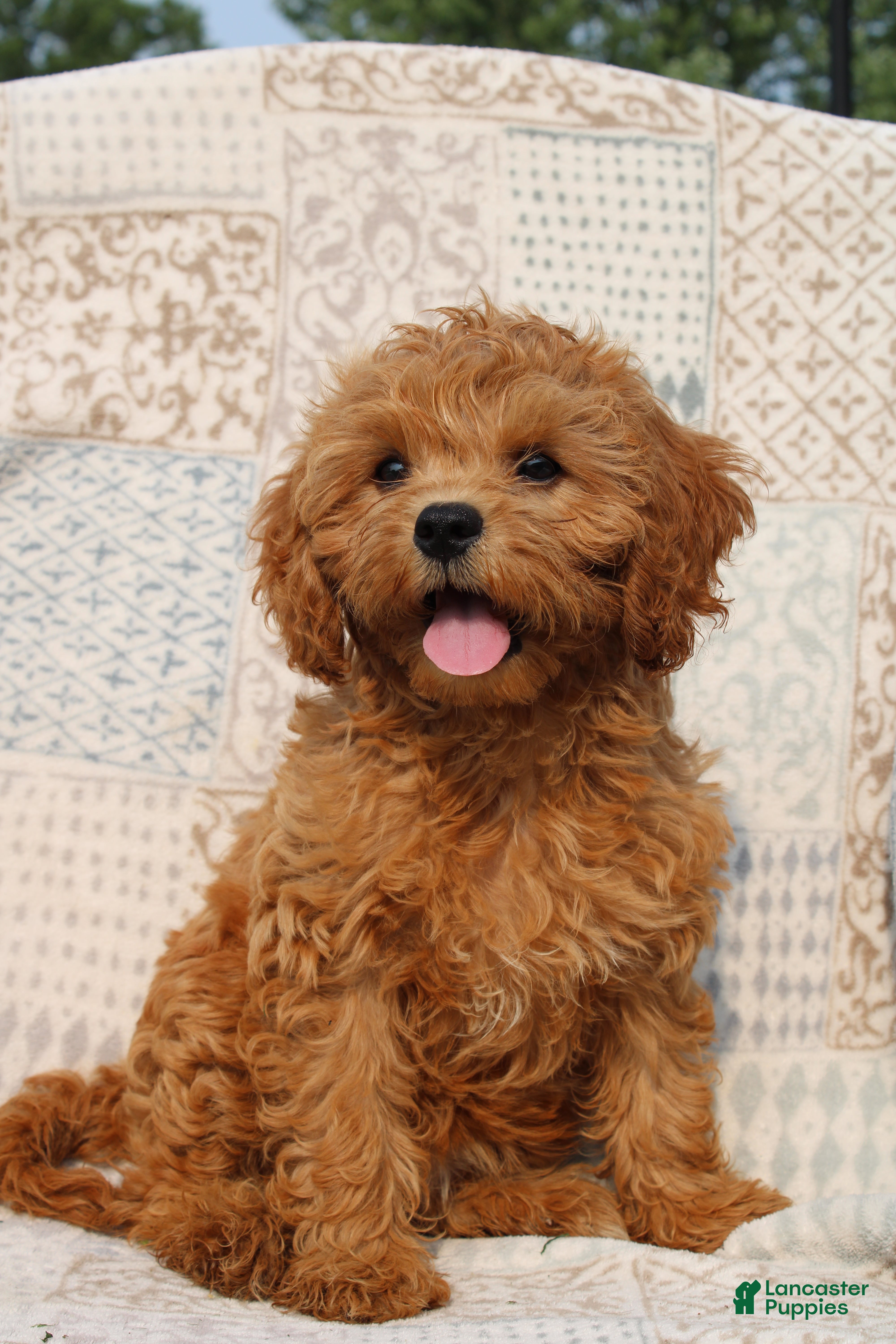 Cavapoo dogs Daisy - Ad 1