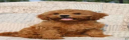 Cavapoo dogs for sale: Daisy - Ad 1