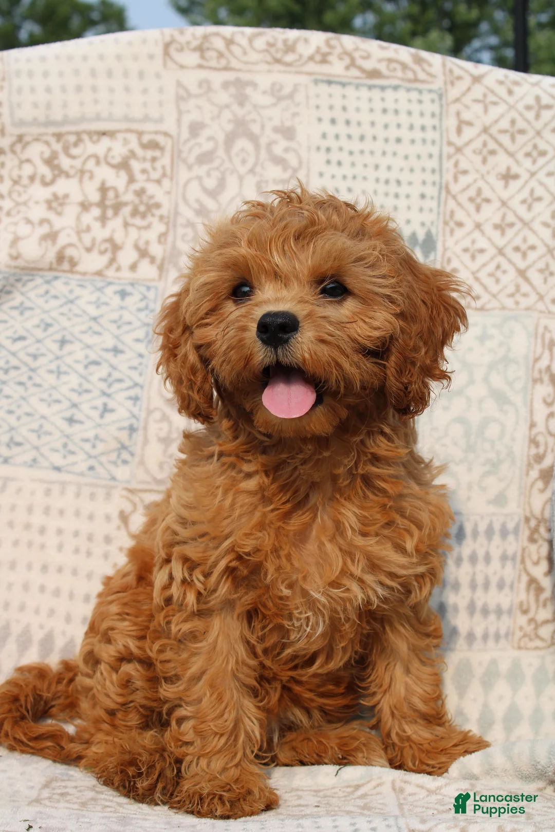 Cavapoo dogs for sale: Daisy - Ad 1