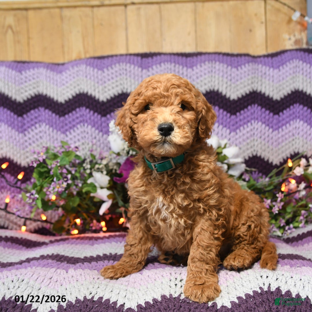 Mini Goldendoodle dogs for sale: Milo - Ad 1
