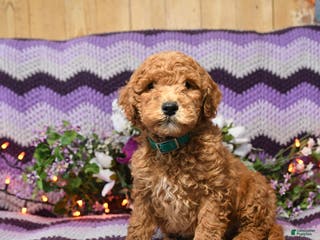 Mini Goldendoodle dogs Milo - Ad 4