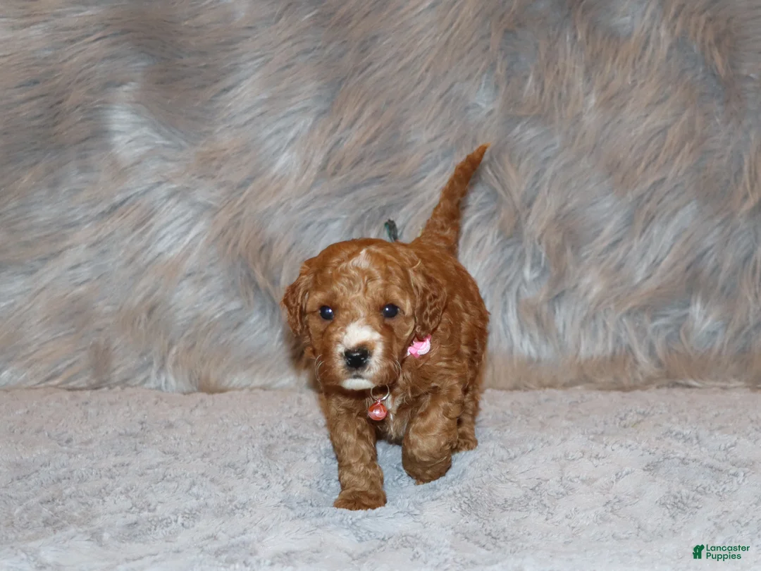 Mini Goldendoodle dogs for sale: Willow 🌷 Genetic Clear Parents - Ad 2