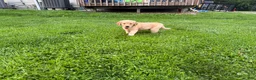 Golden Retriever dogs for sale: Ridge - Ad 4