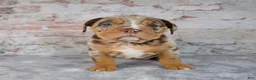 Beabull dogs for sale: Gwen - Ad 7