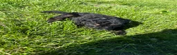 Goldendoodle dogs for sale: Purple  - Ad 21