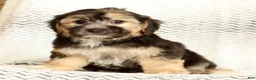 Yochon dogs for sale: Stella - Ad 8