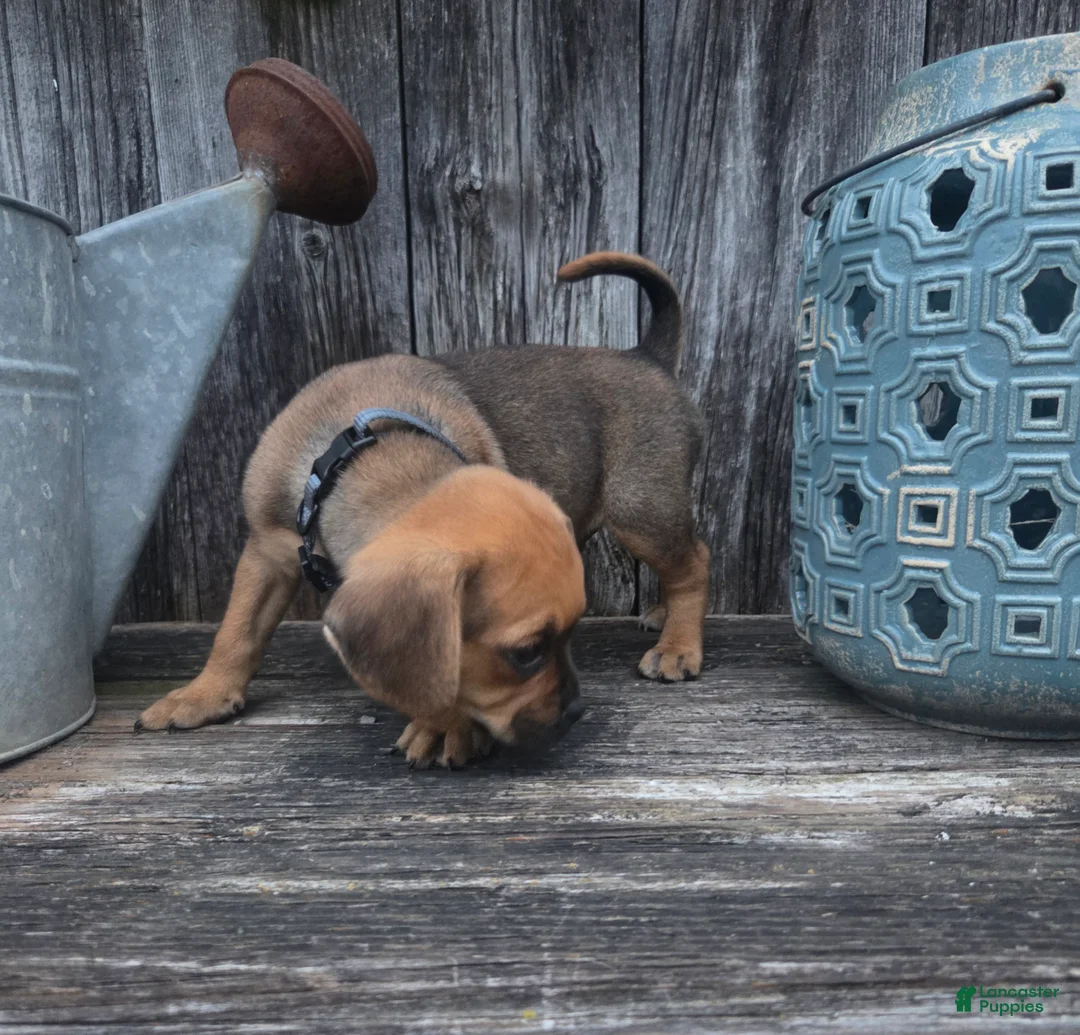 Puggle dogs for sale: Summit - Ad 4