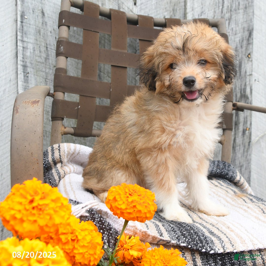 Mini Aussiedoodle dogs for sale: Marigold - Ad 4