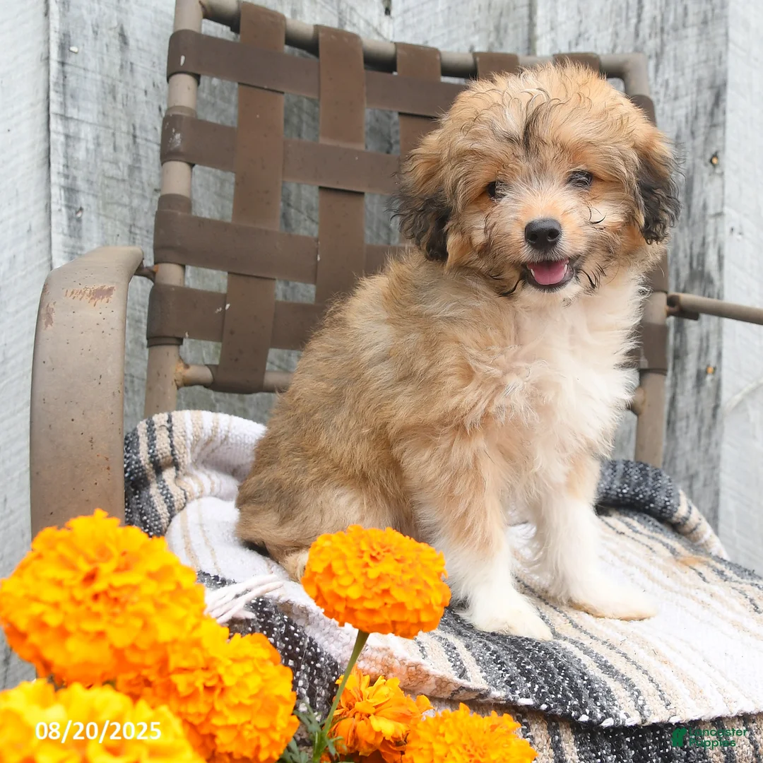 Mini Aussiedoodle dogs for sale: Marigold - Ad 4